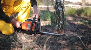 Best Seasonal Cleanup (Spring/Fall)  in Chula Vista, CA