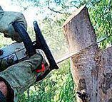 Best Tree Trimming and Pruning  in Chula Vista, CA