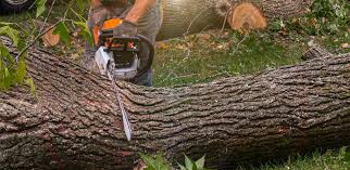Best Soil Testing and Treatment  in Chula Vista, CA