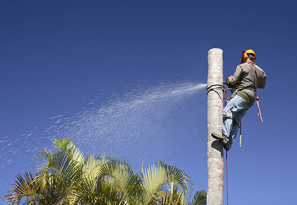 Best Sod Installation  in Chula Vista, CA