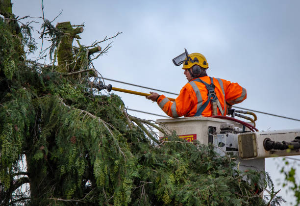 Trusted Chula Vista, CA Tree Care Experts