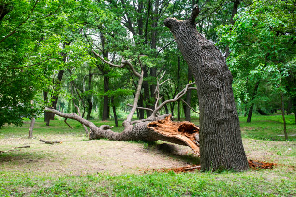 Best Root Management and Removal  in Chula Vista, CA