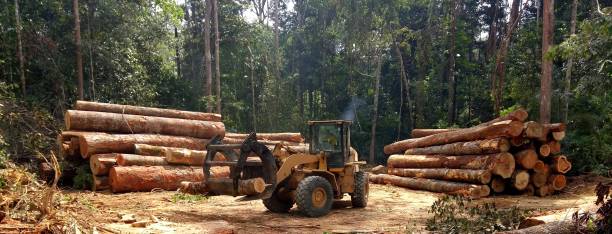 How Our Tree Care Process Works  in  Chula Vista, CA