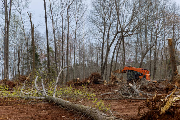 Best Tree Preservation Services  in Chula Vista, CA