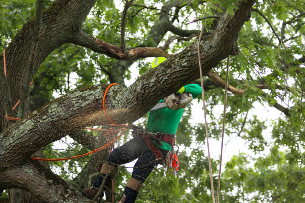 Best Palm Tree Trimming  in Chula Vista, CA