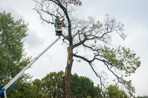 Best Tree and Shrub Care  in Chula Vista, CA